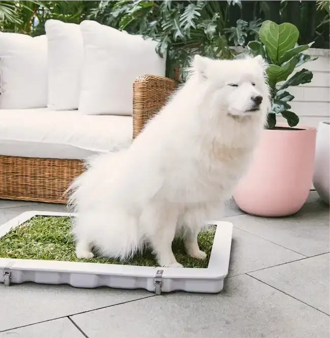 Dog standing on a fresh real grass pet loo, avoiding the need for imitation grass for dogs in small urban spaces.